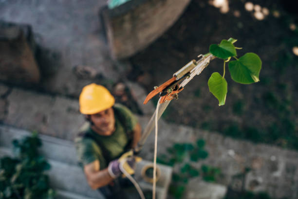 Why Choose Our Tree Removal Services in Wilmington, DE?