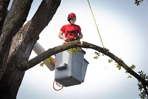 Tree and Shrub Care in Wilmington, DE